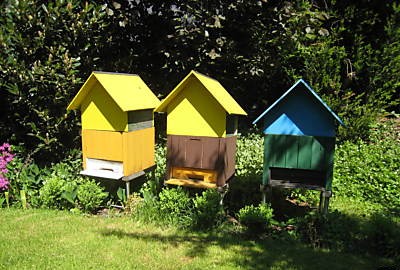 Bienen Bert Propolis Pollen Apilarnil Bienengift Honig Imker Beratung